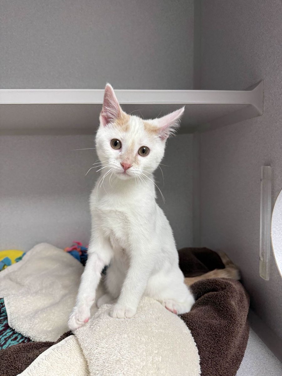 Nebraska Humane Society tweet media