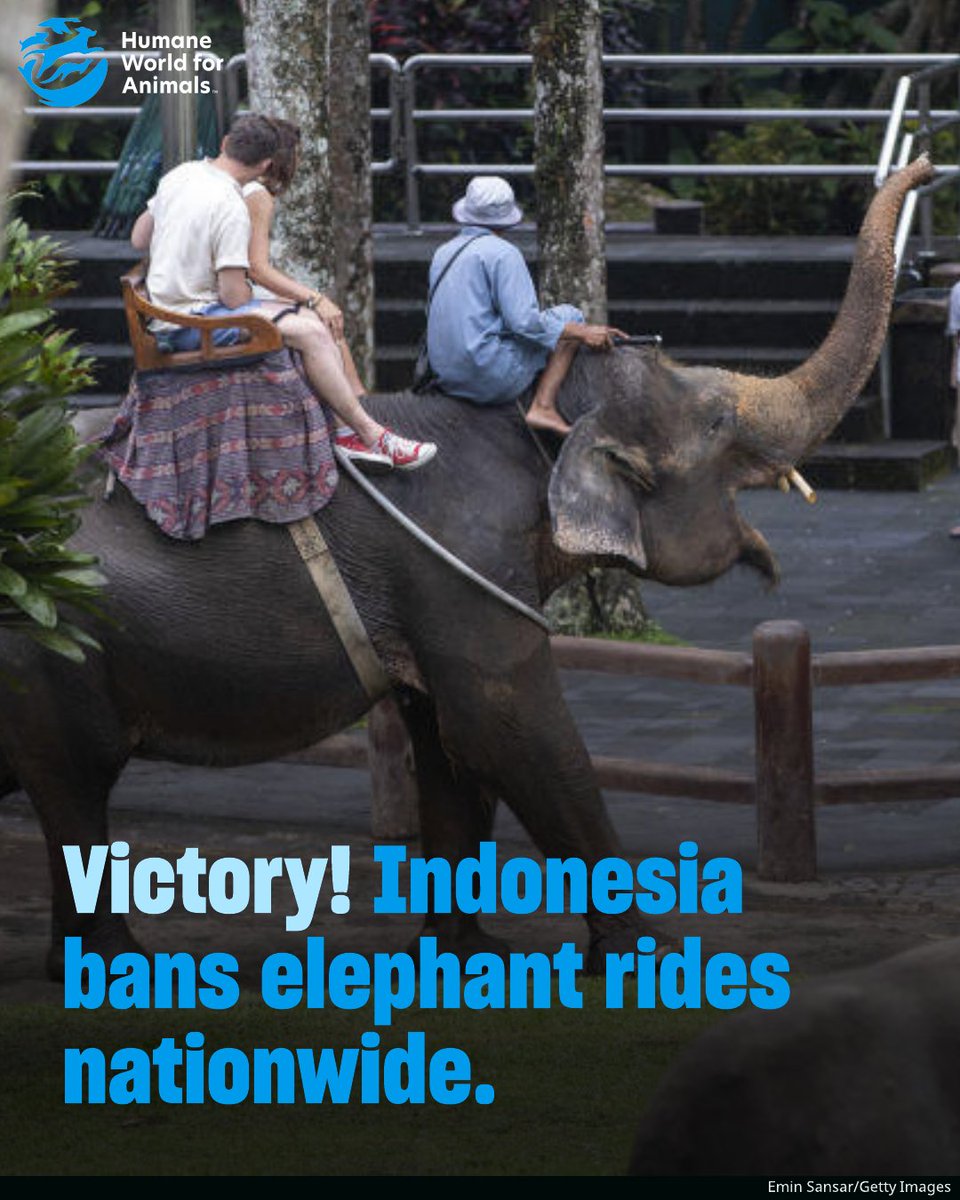 Victory for elephants in Indonesia! 🩵🐘