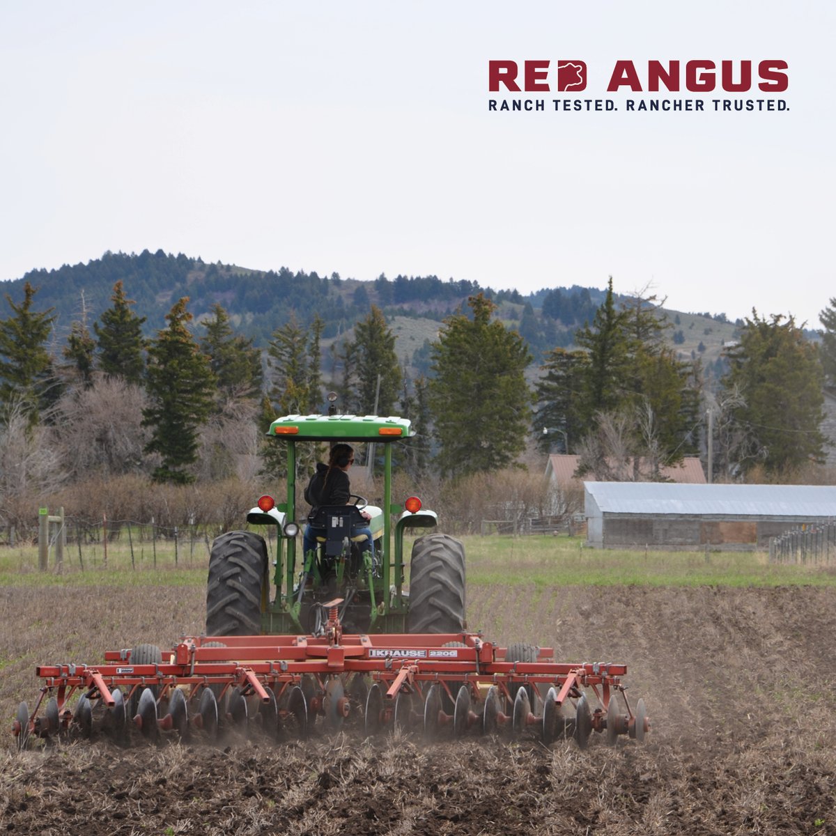 Red Angus America tweet media