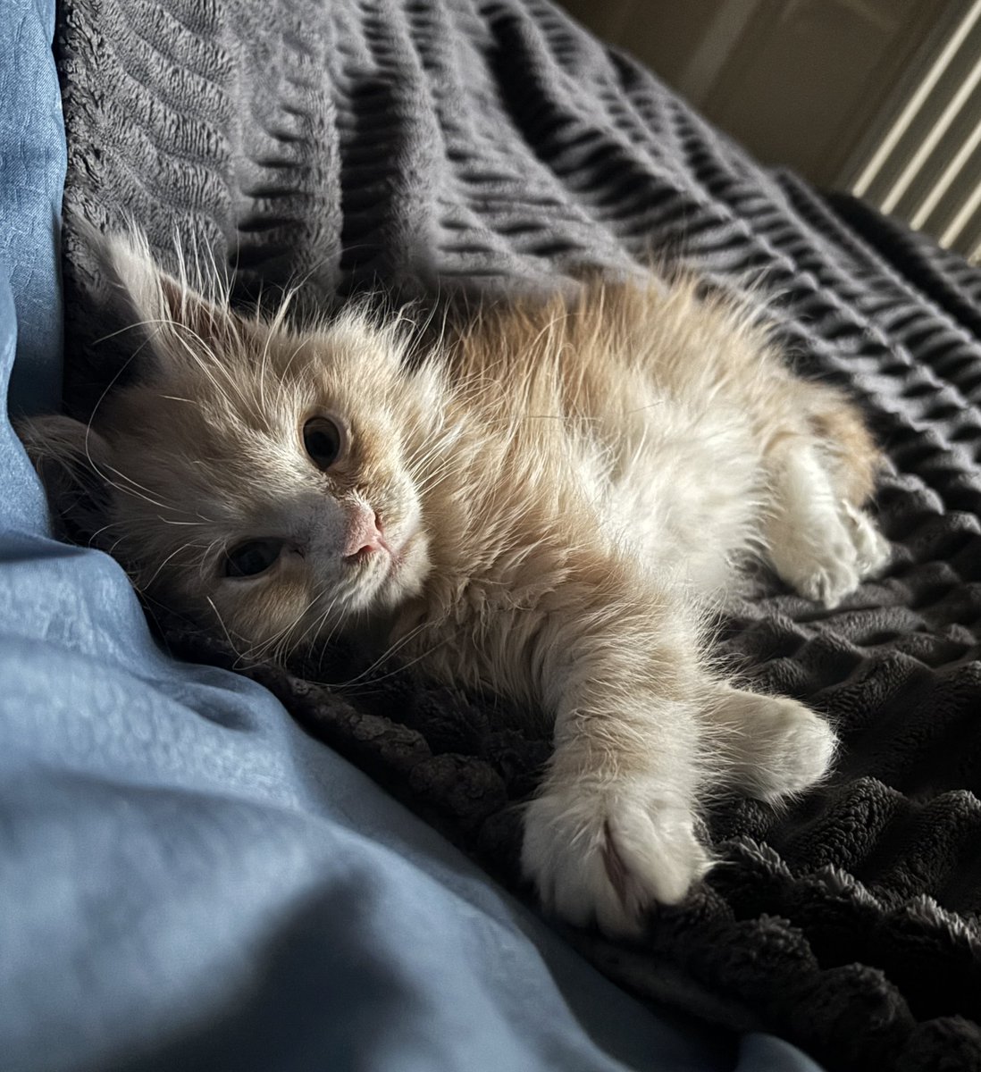 DeathDancer tweet media