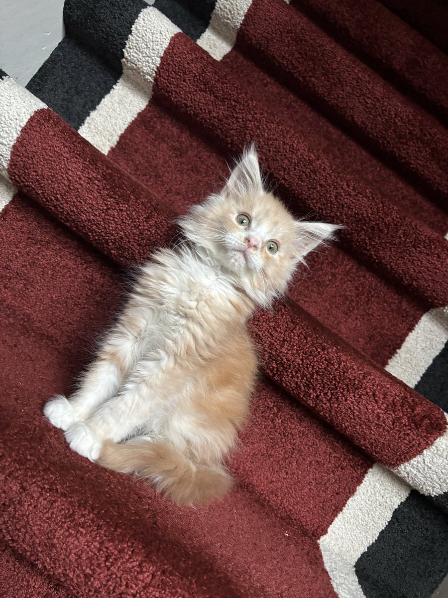 DeathDancer tweet media