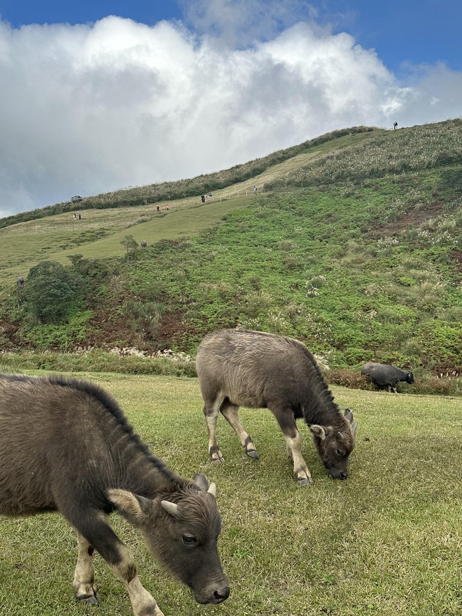 Solsticeyr's tweet image. このゆるさが、心地いい。