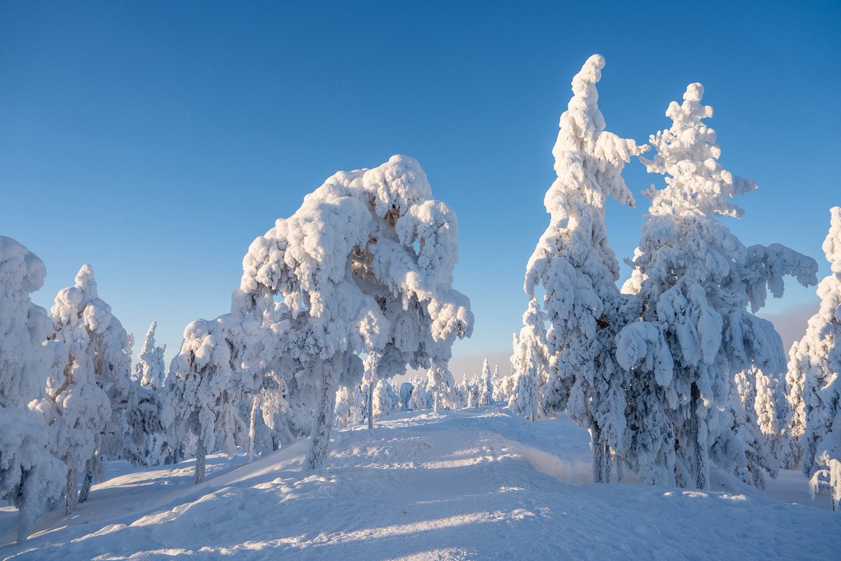 Martins_Linee's tweet photo. LAPZEMES ziema ir vismaz pāris līgas augstāk nekā ziema pie mums ❄️ https://t.co/S86tLq8dSS