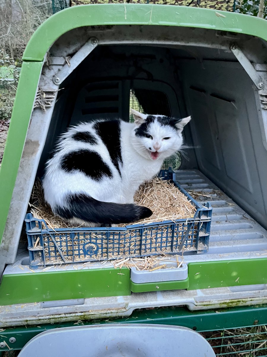 Barendina Smedley tweet media