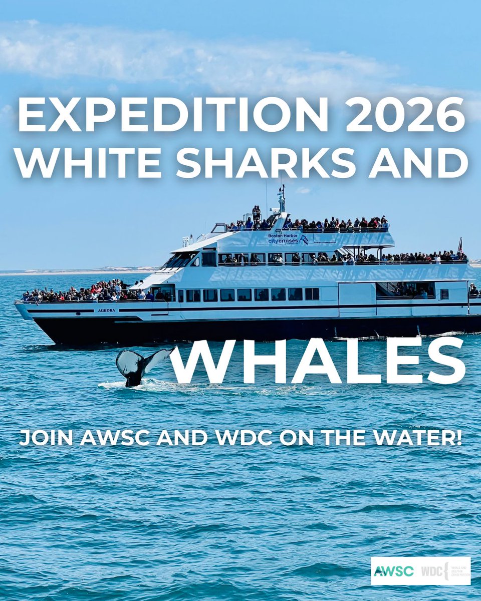 Atlantic White Shark Conservancy tweet media