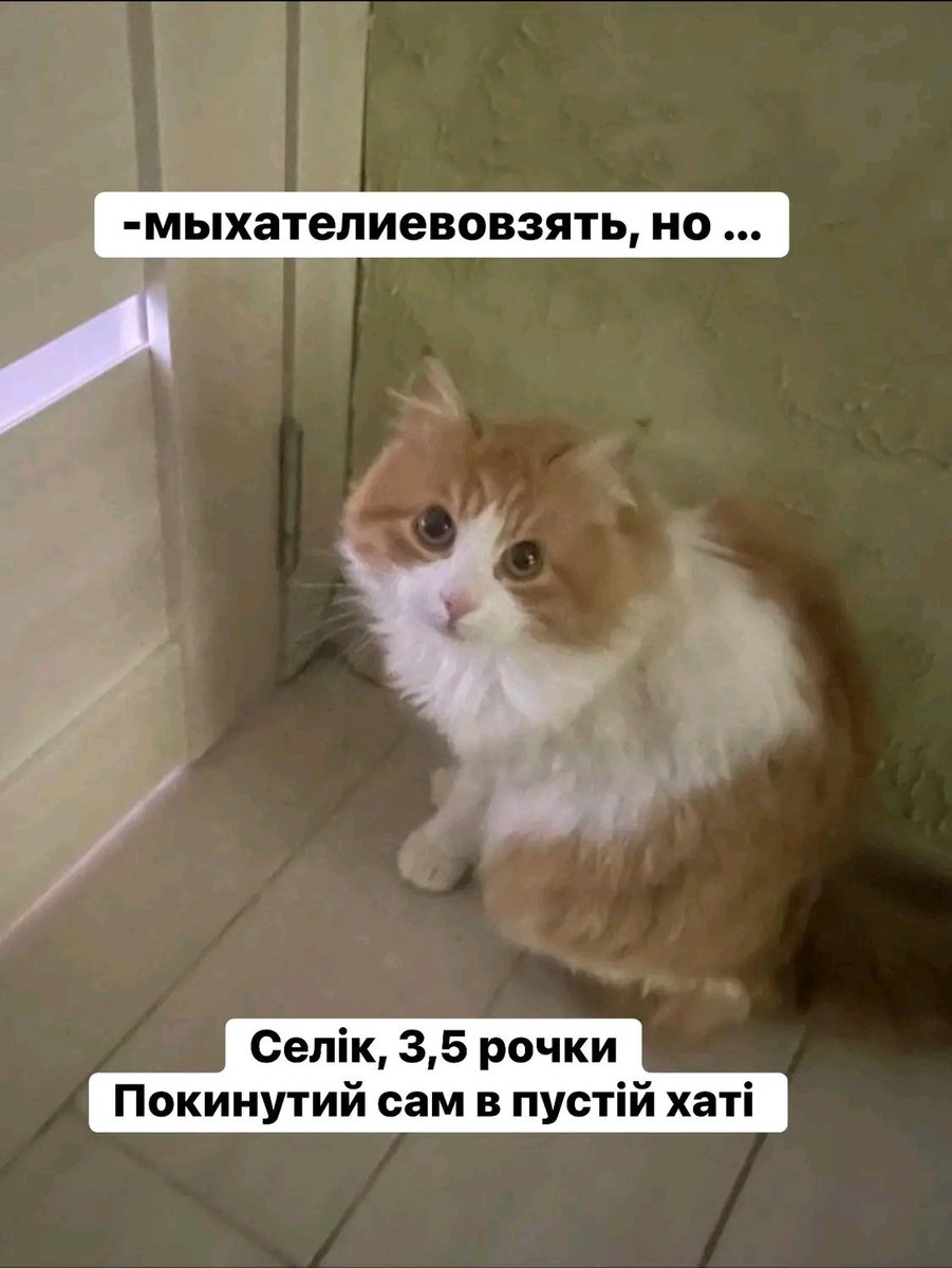 Proskoviia's tweet photo. - мыхателиевовзять, но…
«Хателка» вийшла з ладу і кота лишили в пустій хаті , поїхали 
Прекрасний лагідний котохлопчик Селік , 3,5 р, до лоточка привчений , кастрований . Чекає  один , в пустій хаті біля дверей 
0958652977 Іра і Селік 
Суми прифронтові 
Термінове прилаштування https://t.co/BvyUY3TmeN