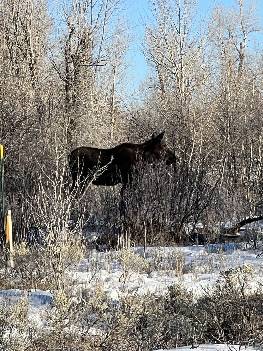 BrulockGaming tweet media