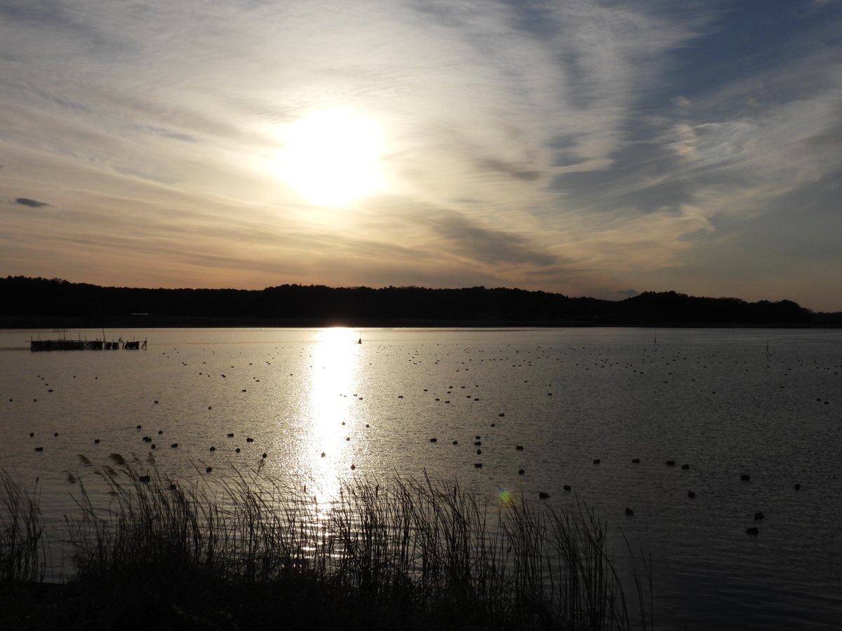 kamedaroisa's tweet image. 印旛沼
これはRAW現像したい
今、追いつかなくて撮って出しJPGです
＃P950