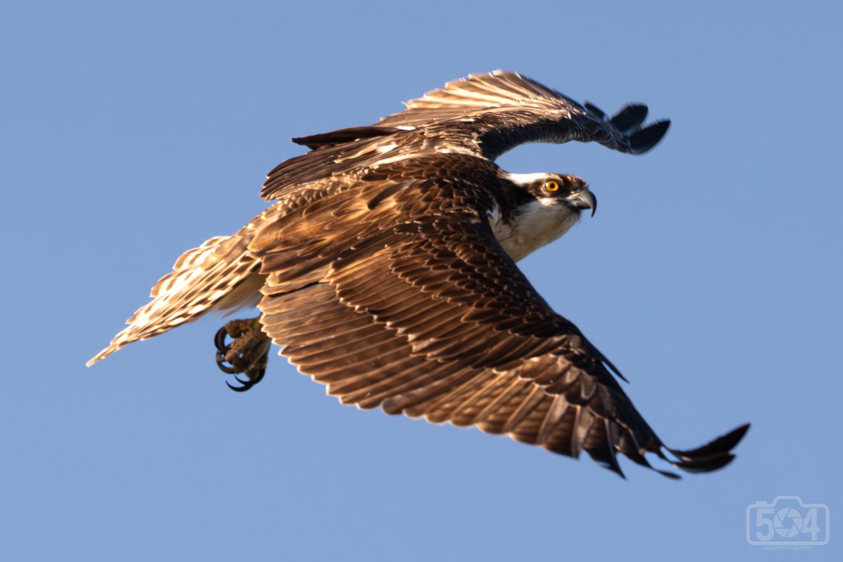 Dan_5DotOh's tweet photo. This is not nearly as sharp as I would prefer, but I caught this Osprey in a cool pose.

@NOLACityPark 
02/06/2026 https://t.co/0WQce9FAxD