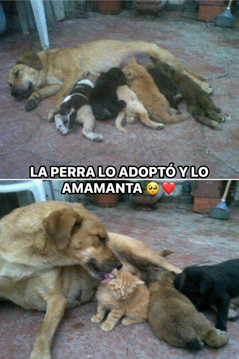 Animalesaprieto's tweet photo. La perra de mi vecino hizo algo que todavía me tiene sin palabras 

Canela tuvo cachorros hace 2 meses y unos días después apareció un gatito bebé llorando en el patio, estaba solo y no tenía ni un mes, seguro su mamá lo abandonó o se murió 

Mi vecino lo iba a llevar a un refugio pero Canela hizo algo increíble, agarró al gatito con el hocico y lo puso junto a sus cachorros, empezó a lamerlo como si fuera suyo 

El gatito se prendió a mamar junto con los perritos y Canela lo dejó como si nada, desde entonces lo cuida igual que a sus cachorros, lo baña, lo protege y duerme con él 

Ahora el gatito ya creció pero sigue pensando que es perro, juega con los cachorros y sigue a Canela a todos lados, mi vecino dice que nunca los va a separar porque ya son familia.