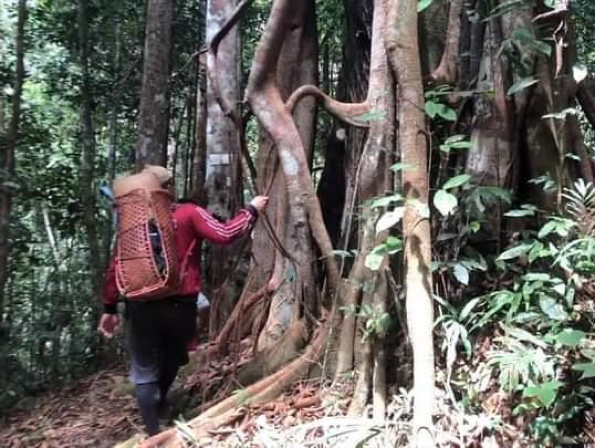 arecolamzx's tweet image. exploring the ancient forests of Kalimantan, Indonesia