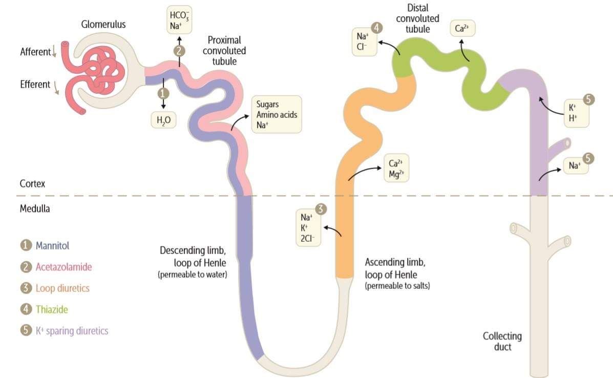 💢SITIO DE ACCIÓN DE LOS DIURÉTICOS

#ENARM_INTENSIVO #ESTUDIA_MEDICINA