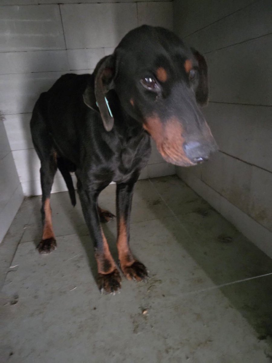 1 yaşında Doberman

Gümüşdere Barınağı’na yeni terk edilmiş. Sürekli ağlamaktan sesi kısılmış, çok üzgün…
Orada kalırsa yaşaması çok zor.

Ne olur bu cana bir yuva çıkar mı?
Daha yeni terk edildi, hâlâ sahibini bekler gibi…

Twitter <a href="/isimbegenemedim/">Geronimo</a>