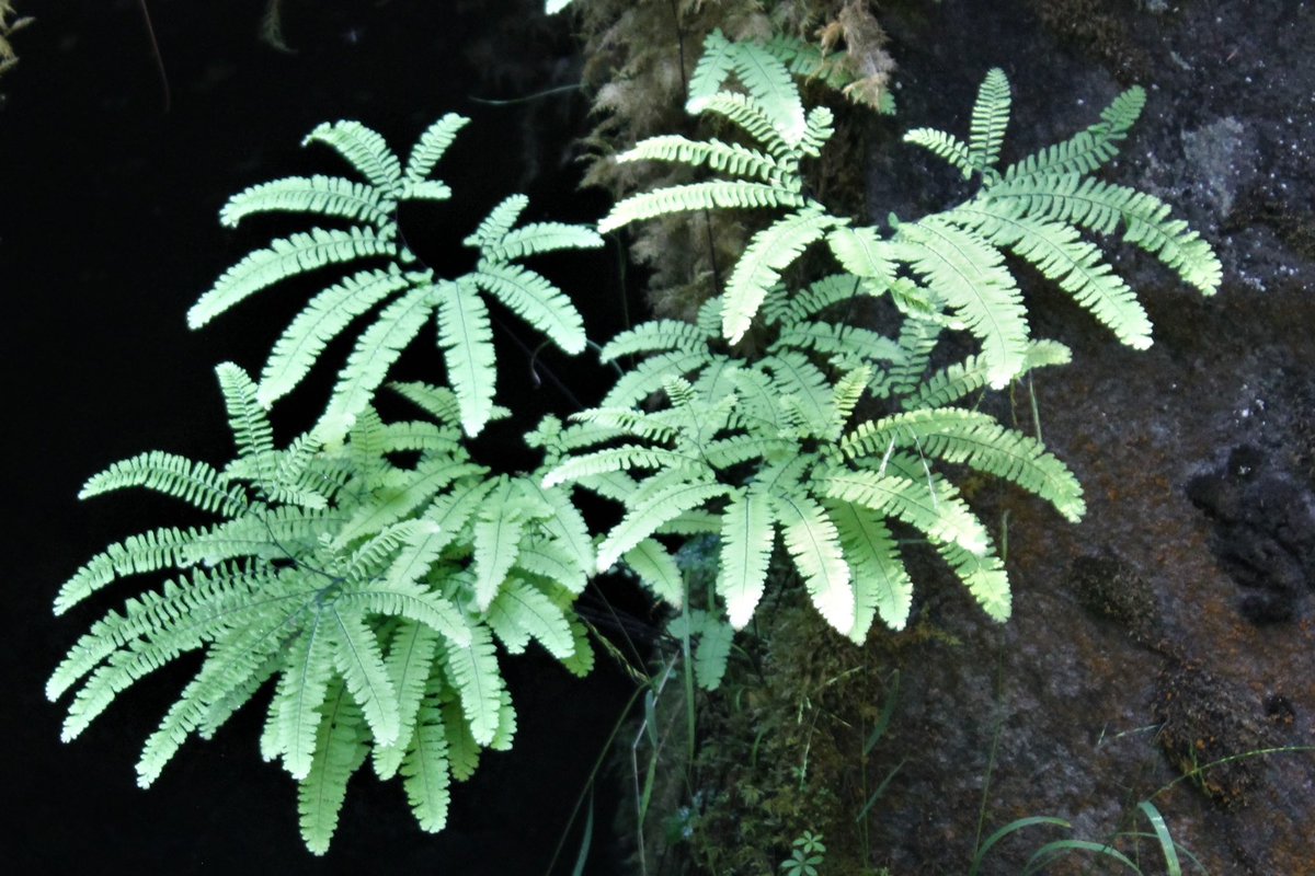 Jim Brown tweet media