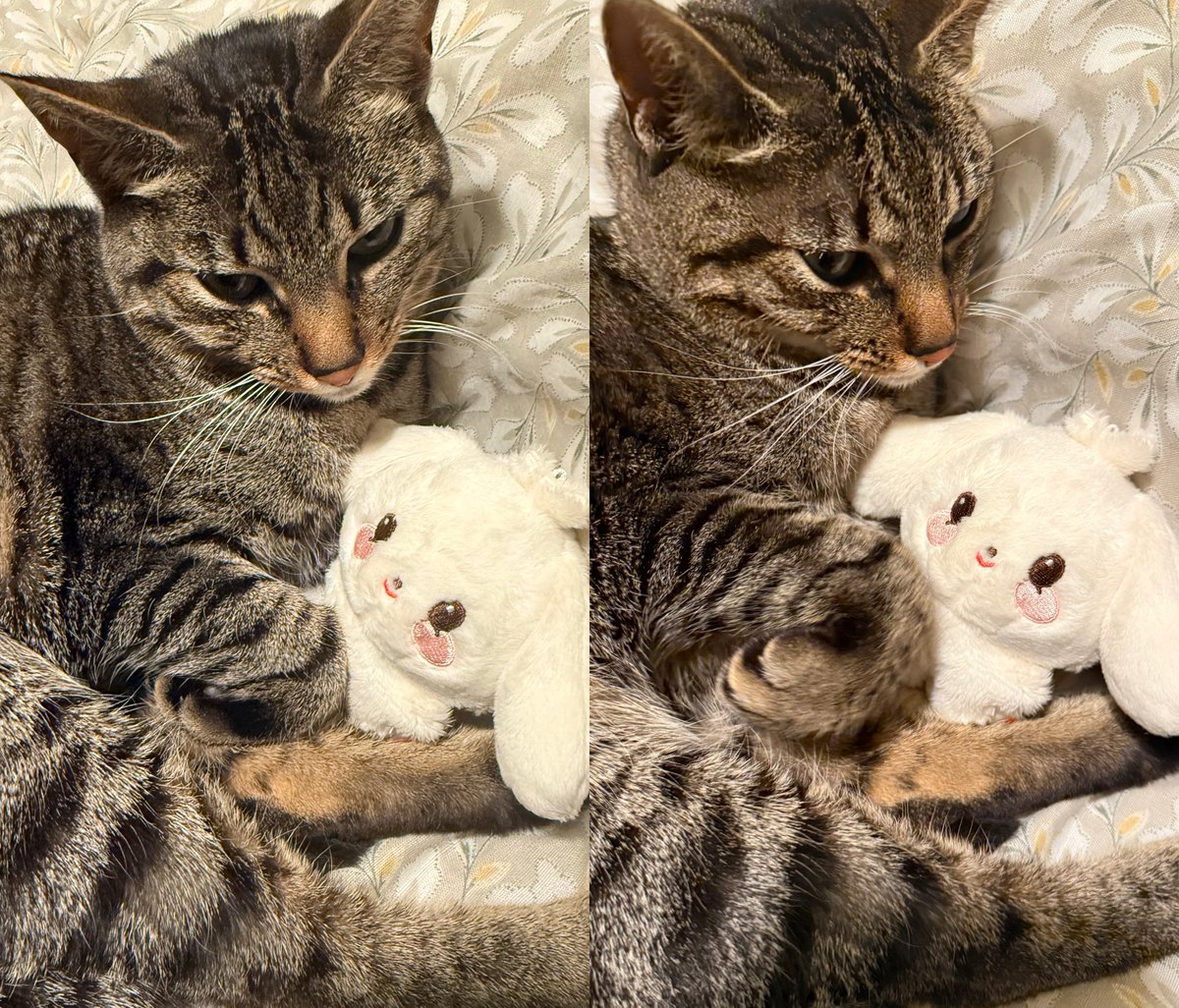 yeoutsang's tweet image. my cat and hetmoni are so cute together ❤️‍🩹