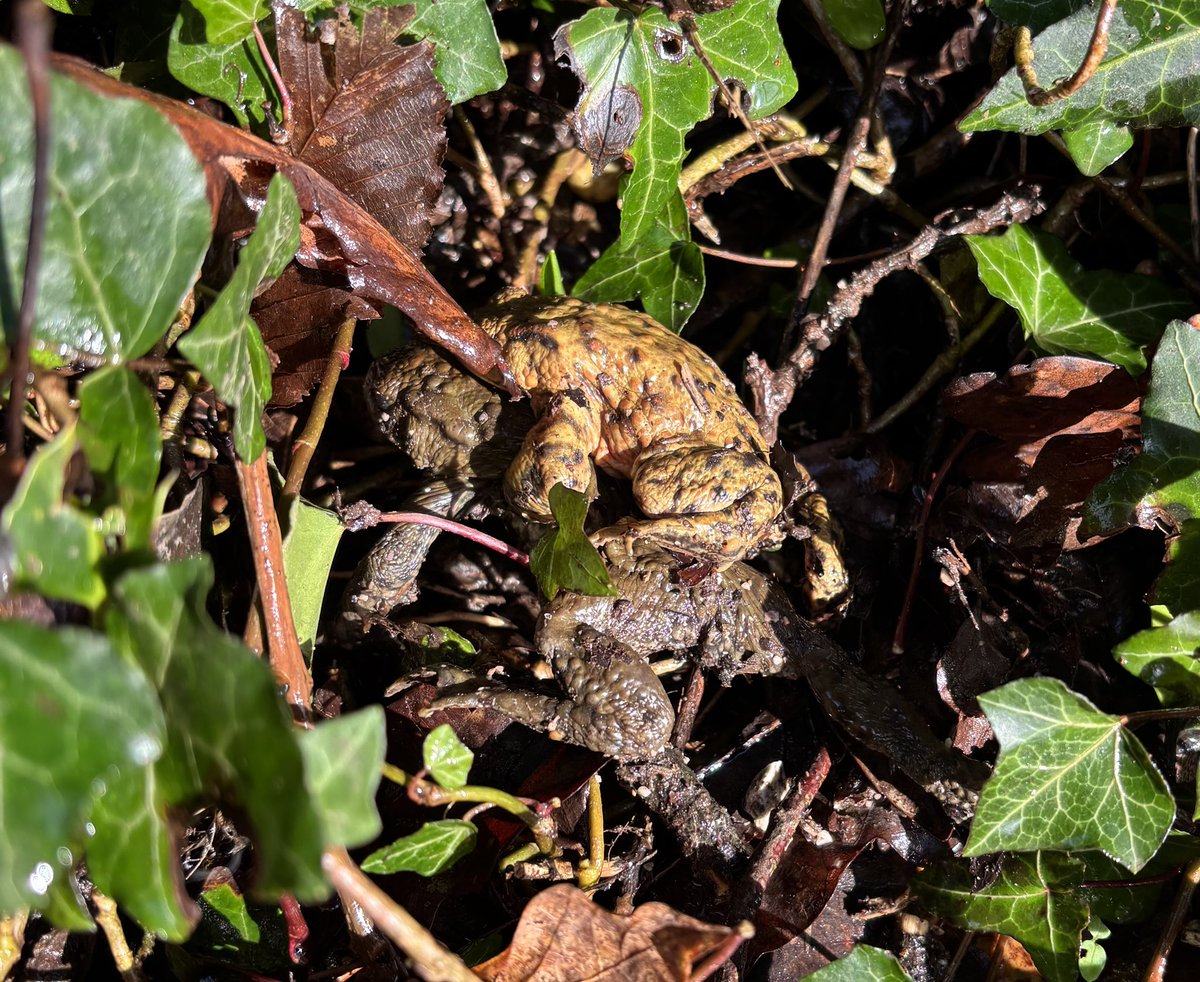 StephMurphy66's tweet image. Saving Toads today along a path/cycle track between Totnes and Dartington Cider Press. Sadly found some squashed ones as they are well camouflaged on the path. #Totnes @DartingtonTrust