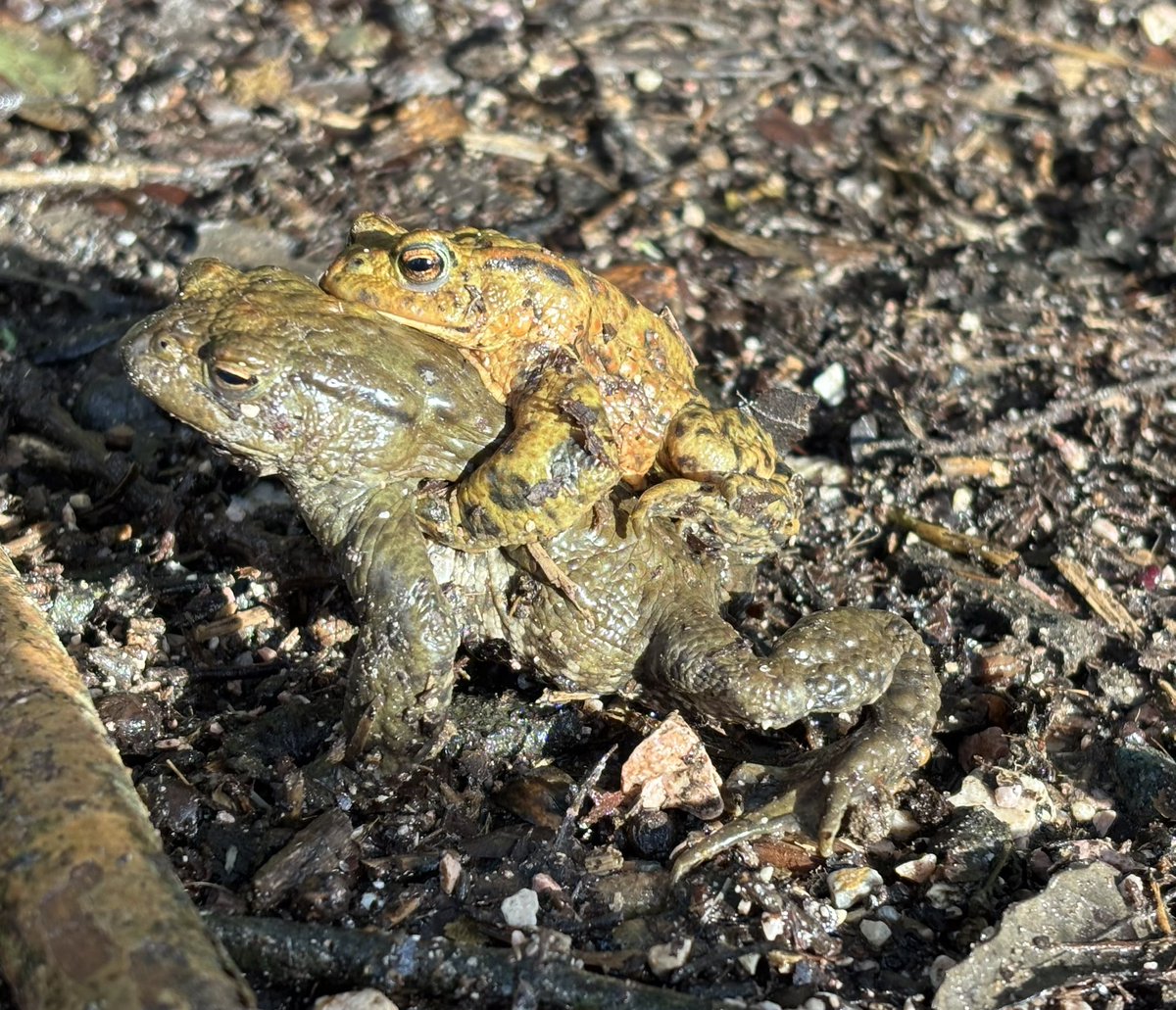 StephMurphy66's tweet image. Saving Toads today along a path/cycle track between Totnes and Dartington Cider Press. Sadly found some squashed ones as they are well camouflaged on the path. #Totnes @DartingtonTrust