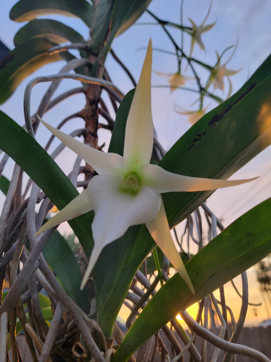 Forrest__Samuel's tweet photo. The beauty of the Angraecum is hard to beat. It is my favorite Orchid. https://t.co/Dh0yqZPnRT