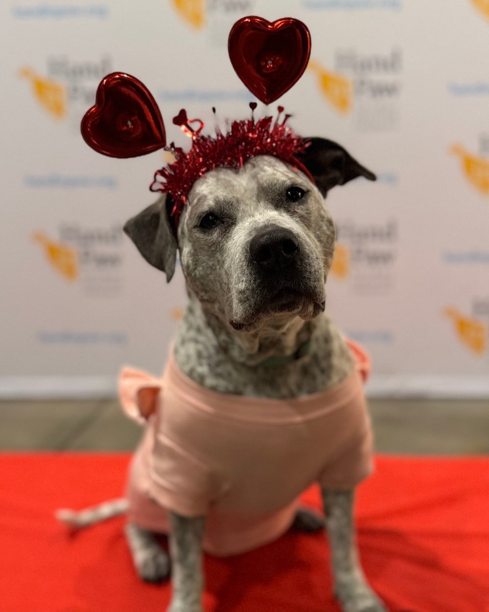 Hand in Paw tweet media