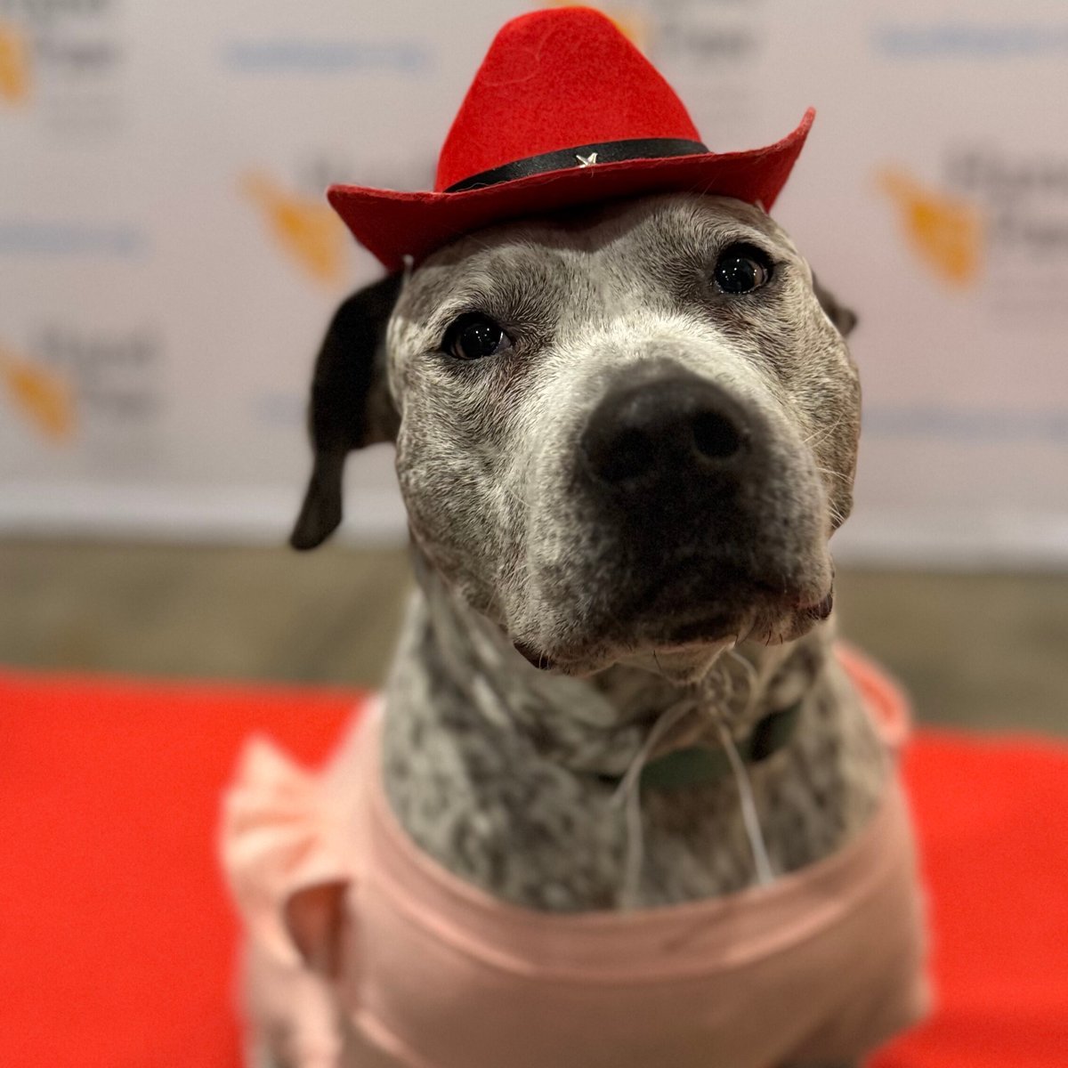 Hand in Paw tweet media