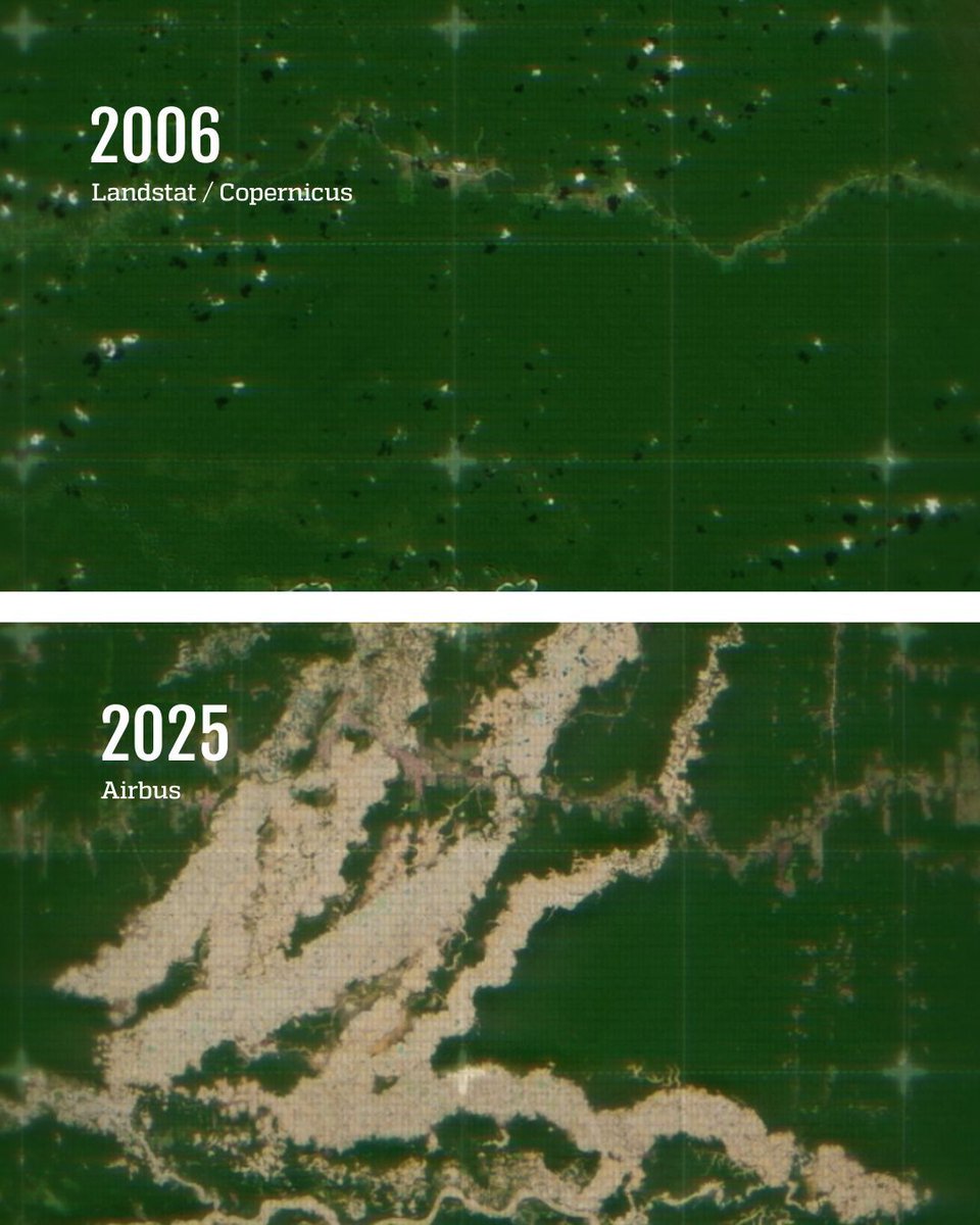Deforestation of the Amazon rainforest seen from space 📡🌳

🔴 Over the past 15 years, deforestation has increased by 425% in the Madre de Dios region, in southeastern Peru.

Despite the code of silence imposed by the Guardianes de la Trocha, victims explain how the gang seized
