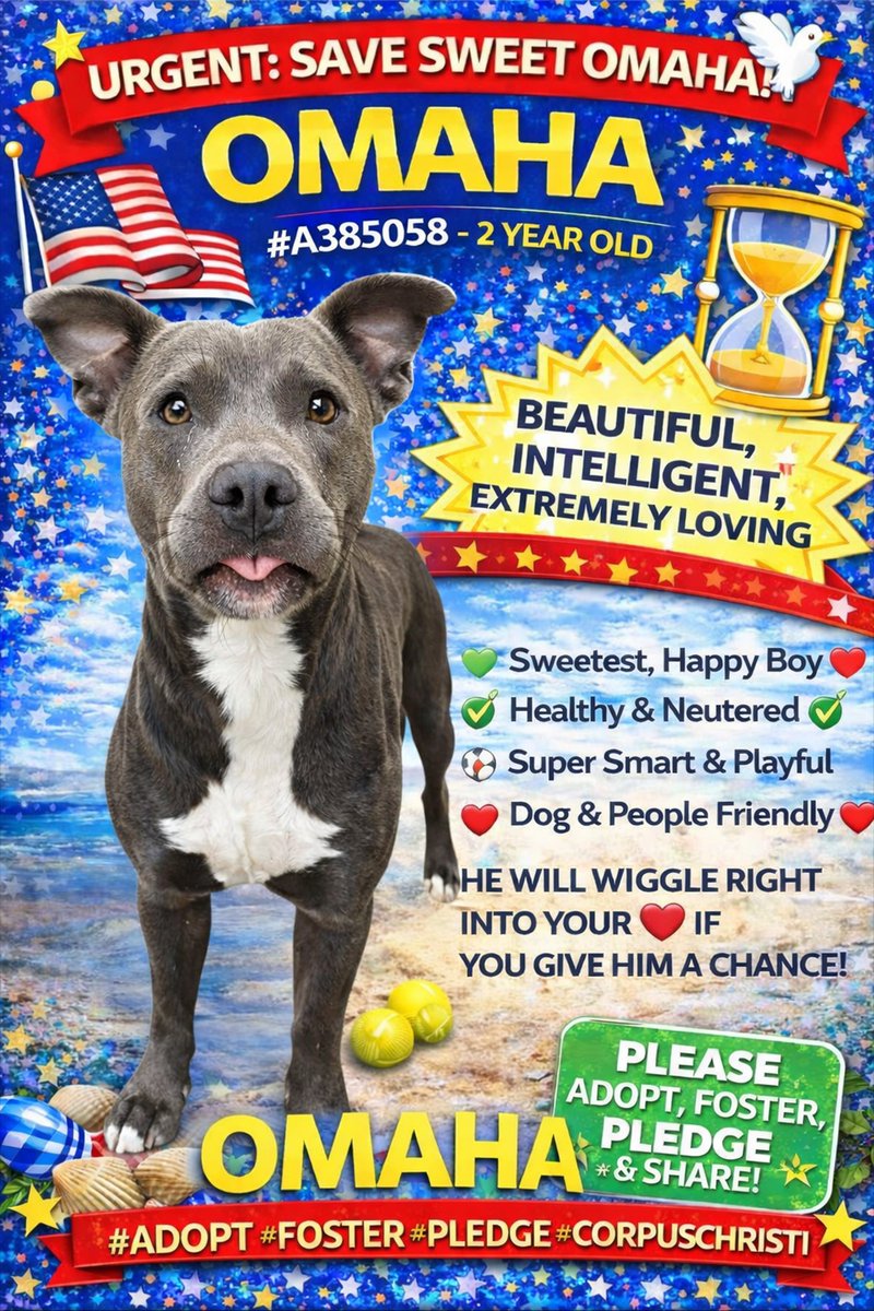 MSC1111's tweet photo. @LisaBrabson Still smiling in the shelter — that’s who he is.
Friendly & outgoing 👩🏻🤝👨🏽
Well-mannered & playful
Let’s not let him be overlooked.
#DontScrollPast #BeHisHero #ShelterUrgent #SaveASoul https://t.co/gpDG5zW9A8
