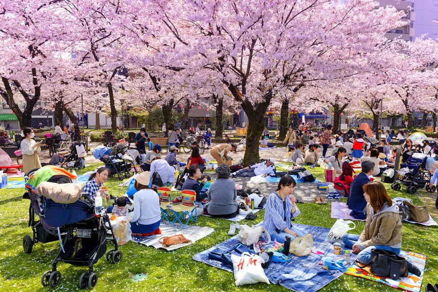 JP_Quality7's tweet photo. In Japan, beauty comes with responsibility.
To appreciate something fully
is also to protect it—
for the people who live there every day. 🇯🇵🌸 https://t.co/yQsHjd0UeI