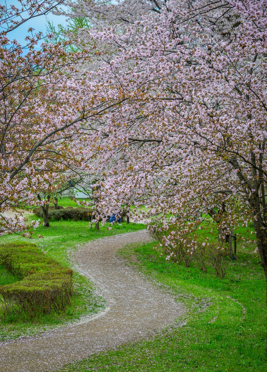 JP_Quality7's tweet photo. In Japan, beauty comes with responsibility.
To appreciate something fully
is also to protect it—
for the people who live there every day. 🇯🇵🌸 https://t.co/yQsHjd0UeI