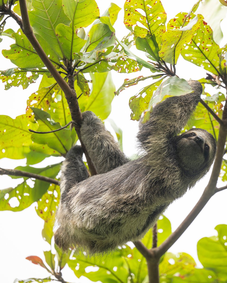 The Sloth Institute tweet media
