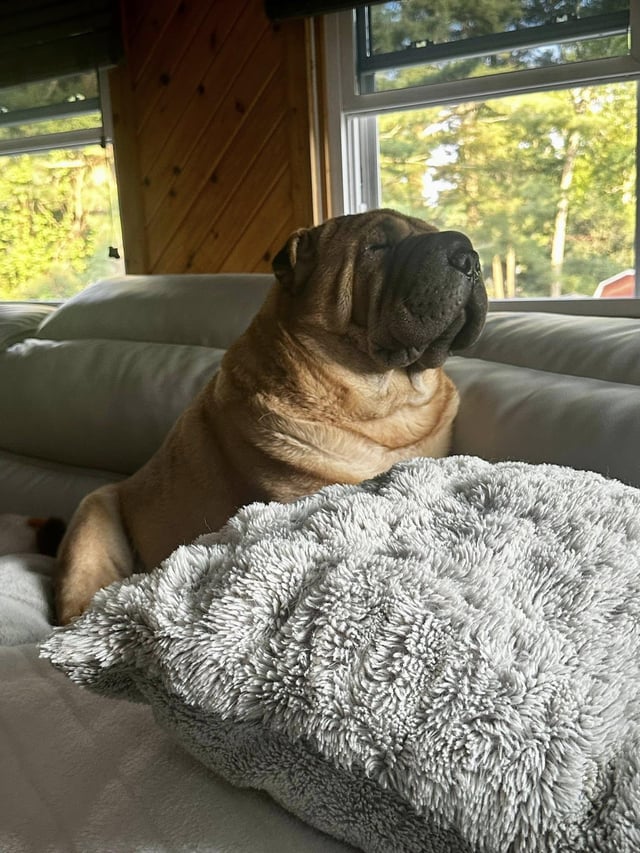 Puppy Snuggles tweet media