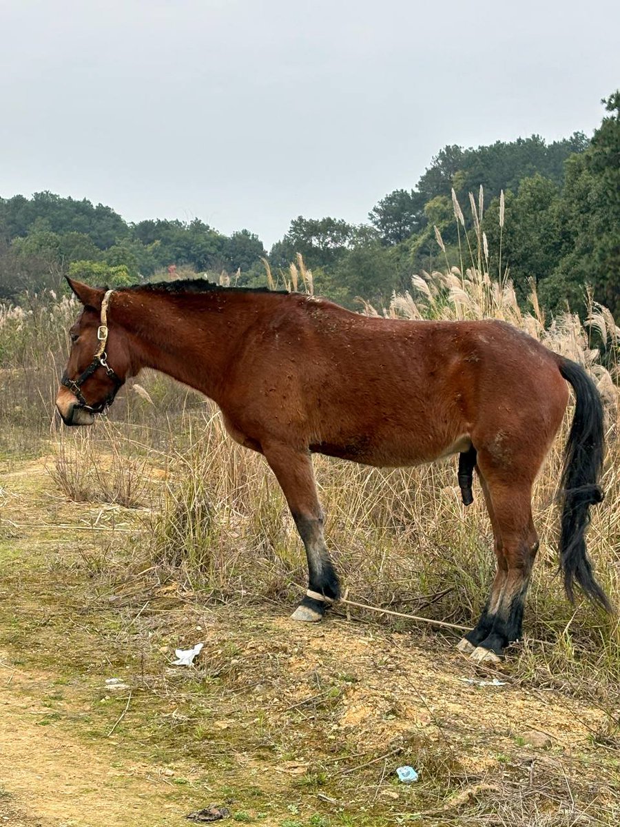 小高老师 tweet media