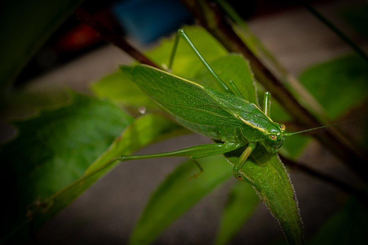 XmxHowes's tweet image. I love bugs! Check out my collection here linda-howes.pixels.com/featured/eyes-…

#Katydid  #bug #insect #nature #naturephotography #eyes #wallartforsale #wallart #gifts #giftideas #homedecor #wildlife #macro