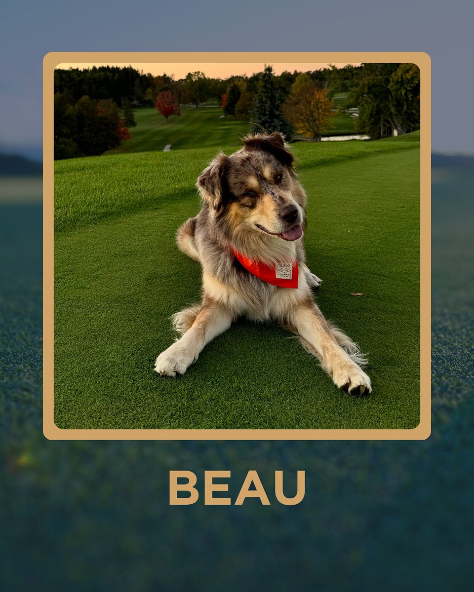 5ClubsGolf's tweet photo. Golf Dogs of the Week 🐾⛳

From PGA Show appearances to mountain fairways, these pups LIVE the golf lifestyle — powered by @petermillar 

Ziggy • Beau • Raven • Bjorn &amp; Ingrid

📩 Submit your golf dog: dogs@fiveclubsgolf.com

#GolfDogs #5Clubs #DogsOfTheWeek @Garywilliams1Up https://t.co/1uRg95hZAP