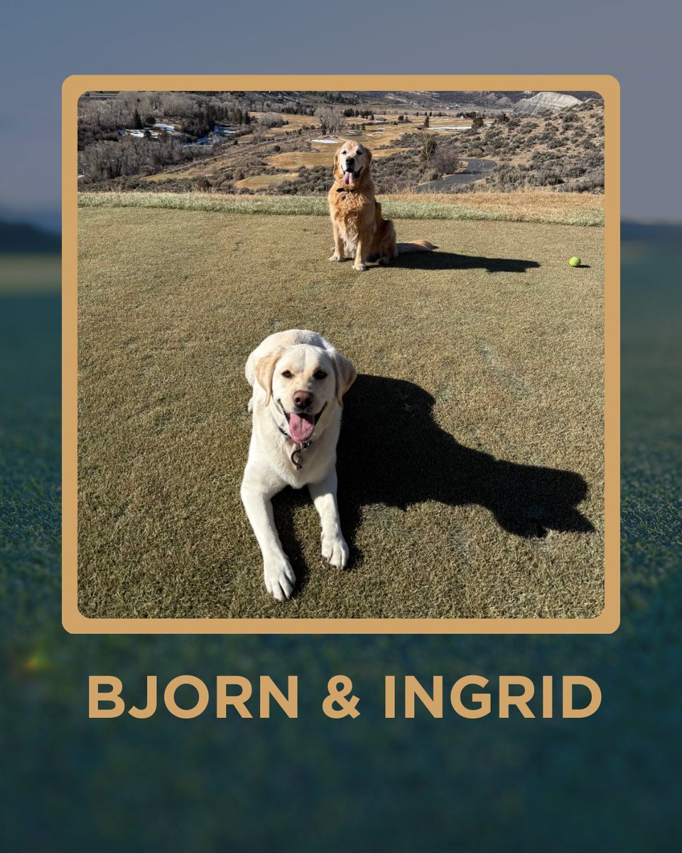 5ClubsGolf's tweet photo. Golf Dogs of the Week 🐾⛳

From PGA Show appearances to mountain fairways, these pups LIVE the golf lifestyle — powered by @petermillar 

Ziggy • Beau • Raven • Bjorn &amp; Ingrid

📩 Submit your golf dog: dogs@fiveclubsgolf.com

#GolfDogs #5Clubs #DogsOfTheWeek @Garywilliams1Up https://t.co/1uRg95hZAP