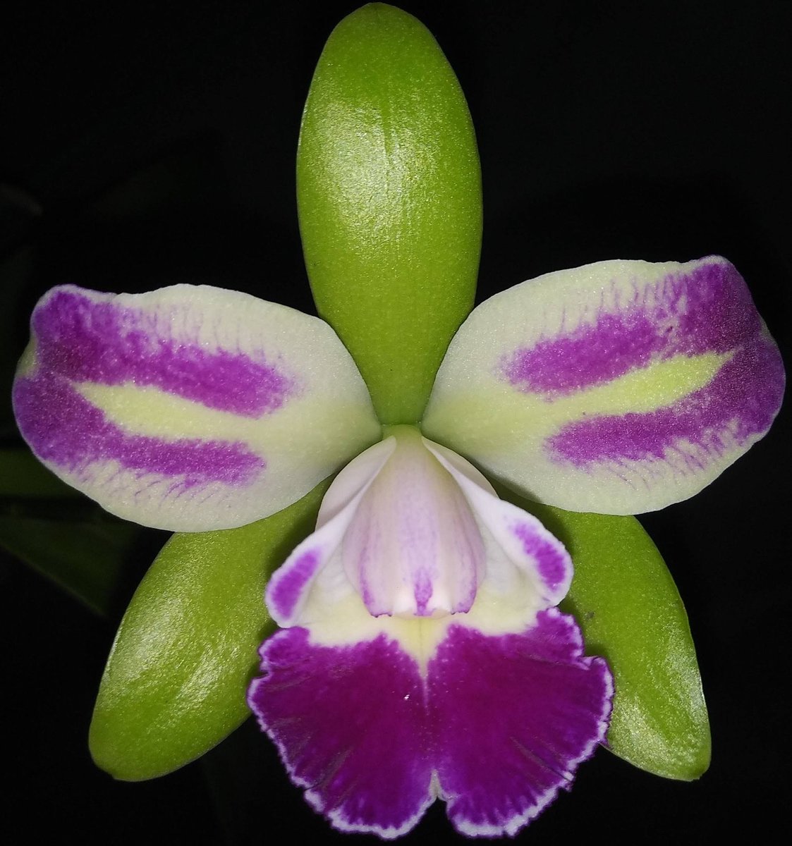 Orchiholism tweet media