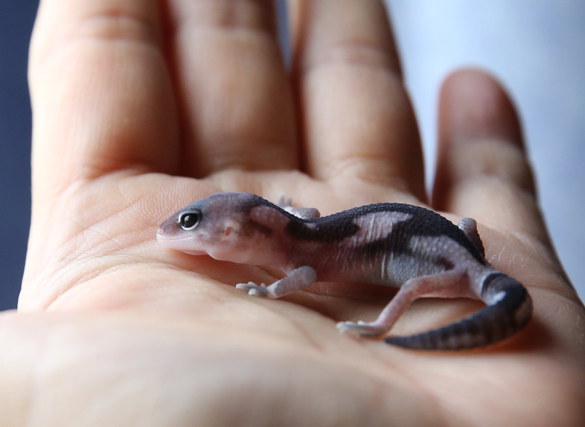 AffectionRep's tweet image. うちで産まれたオレオズールーがシレっと仕事をしていた。2匹のメスを孕ませた！！
今のところ有精卵３個。嬉しい❤
こんなにちっちゃかったのにいっちょ前に大人になったんだねー。