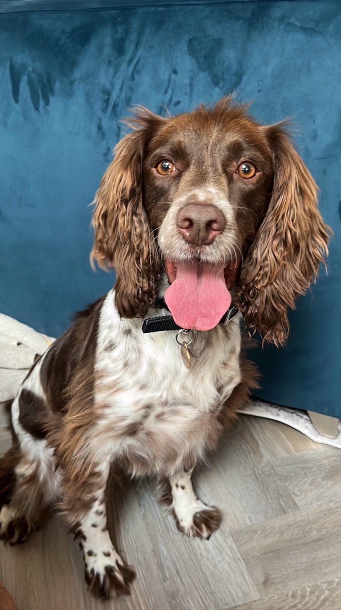 Retired Police Dogs Merseyside tweet media