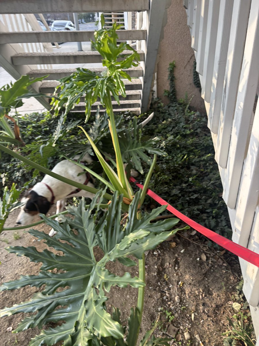 thedudewooflops's tweet photo. Ok it’s time for my #FridayFlops but I kinda got stuck in the bush trying to pee. So I have #BushyFlops 🐶😜🌱🍃 https://t.co/GkEQR3sYey