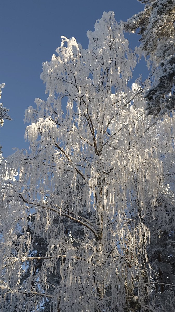 RNuutilainen's tweet photo. Uskomattoman upea on talvinen luontomme nyt, nautitaan siitä! 
Kaunista ja kivaa viikonloppua kaikille  🤍💙🤍 https://t.co/Iw23PXUIOH
