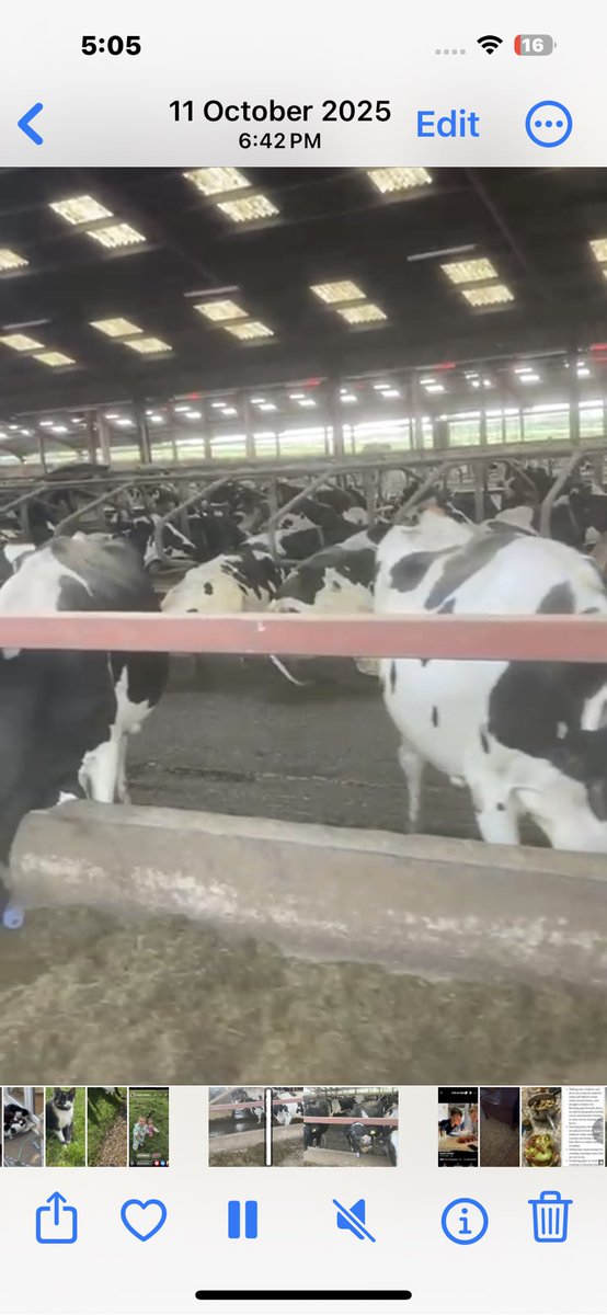 rattycastle's tweet image. Well just what you want on a cold miserable day ! More misery  another 1p of the price of a litre of #dairymilk
#Lanchester #dairy its sells in our local shop for £1.55 lwe will now get 30p ! #whoismilkingwho @FarmingUK