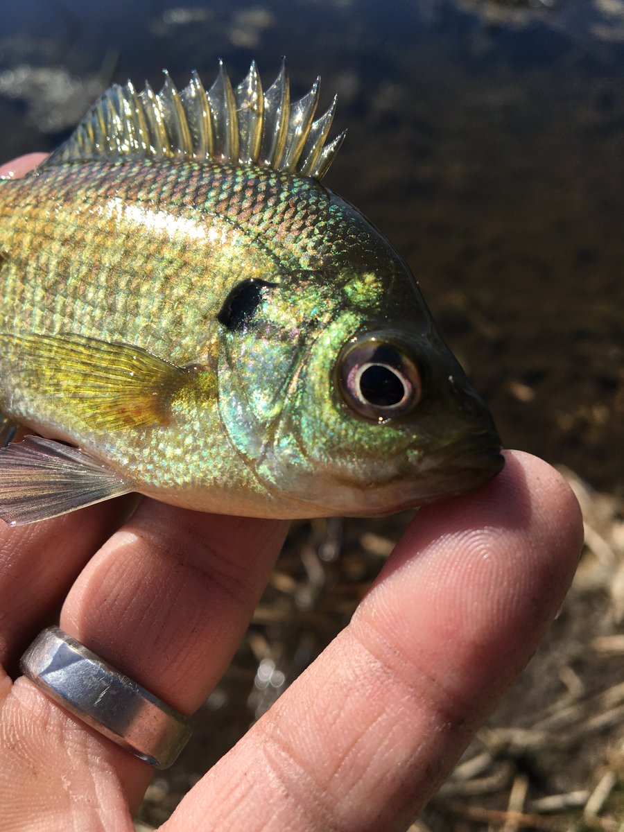 notonlytrout's tweet photo. It is Friday! Time to share some #Fishpics!
Tag @notonlytrout, respond to this tweet, or use #FishPicsFriday and I will repost your tweet and give you a shoutout!
Here is a beautiful little bluegill! I miss them!
#fishing #flyfishing https://t.co/qJ5c8rFzy3