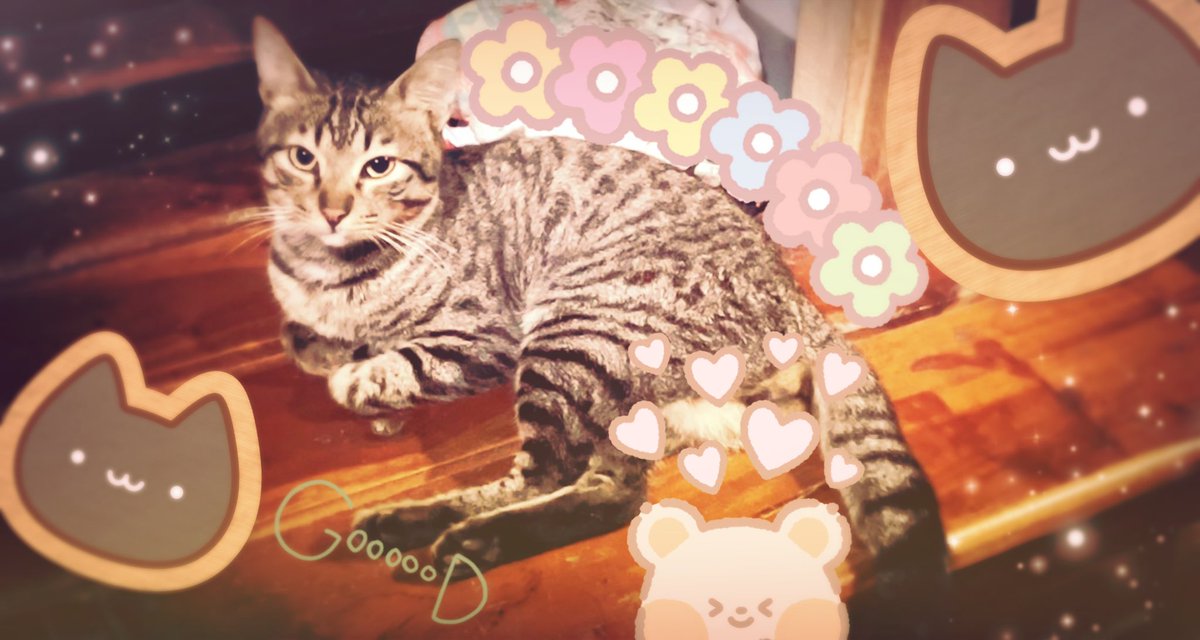 ≽(^•⩊•^)≼
THE CAT THAT COUSIN NYAVINE AND I ENCOUNTERED IN OUR FIRST KIDNAPPING EXPERIENCE ! NYA ! ✨