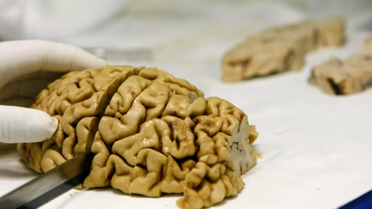 🧠 Un estudio revela que tu memoria no solo guarda recuerdos: también predice el futuro cada día. marca.com/tiramillas/cie…