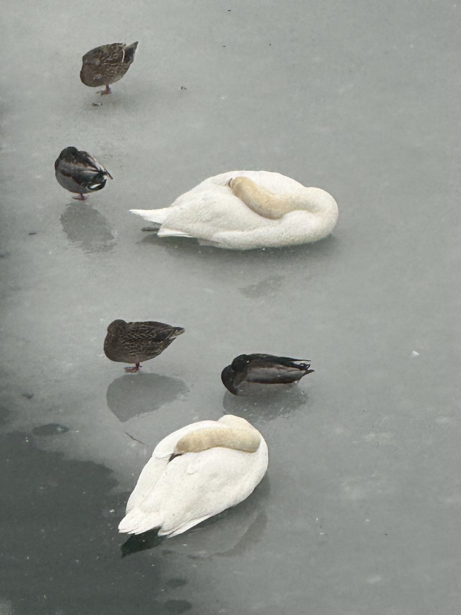 Chilling— Two sleeping swans and two duck couples chill out on the frozen Boston Harbor today.