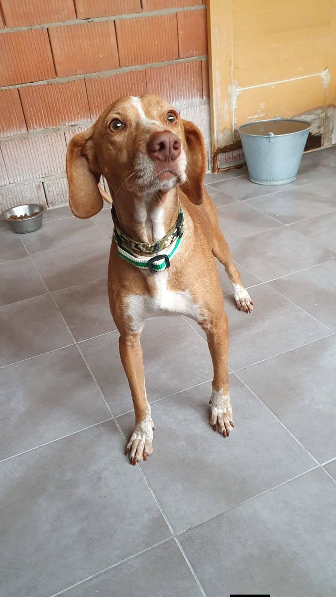 SosAbuelos1's tweet photo. #CiudadReal
Cuando la gente quiere adoptar, dice que busca perros cariñosos y tranquilos. Entonces... ¿Por qué lleva #CHISPA a sus 7 años, dos en el refugio 🤔??

Como todos los perros de caza, fue cedida por su dueño. Y como todos los perros de caza, es una niña fantástica que se lleva bien con todos. Y es súper cariñosa con las personas. 🥰

Es de tamaño mediano, unos 18 kg, y tiene la edad perfecta para disfrutar de la vida 

¿¿Quién quiere tener una perrita tranquila y necesitada en casa??

Contacto: 600 49 38 52 María // ciudadanimal@gmail.com