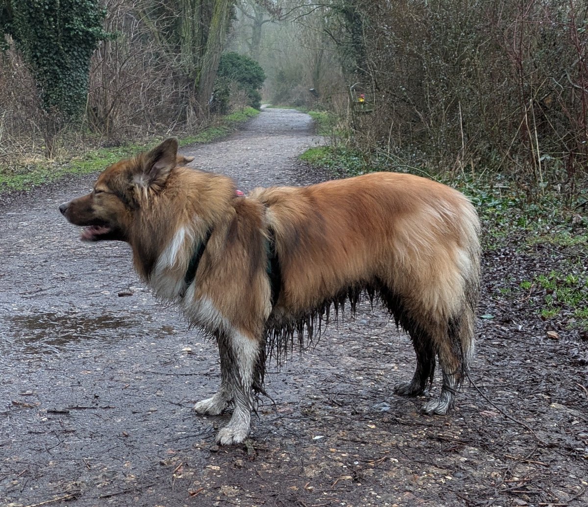 CamasTheCollie's tweet image. Pfft. Fiona just asked me what swamp I climbed out of. How very rude. 🐾🐾🙄
#BorderCollie
#Muddy
#Rude
#FridayMood