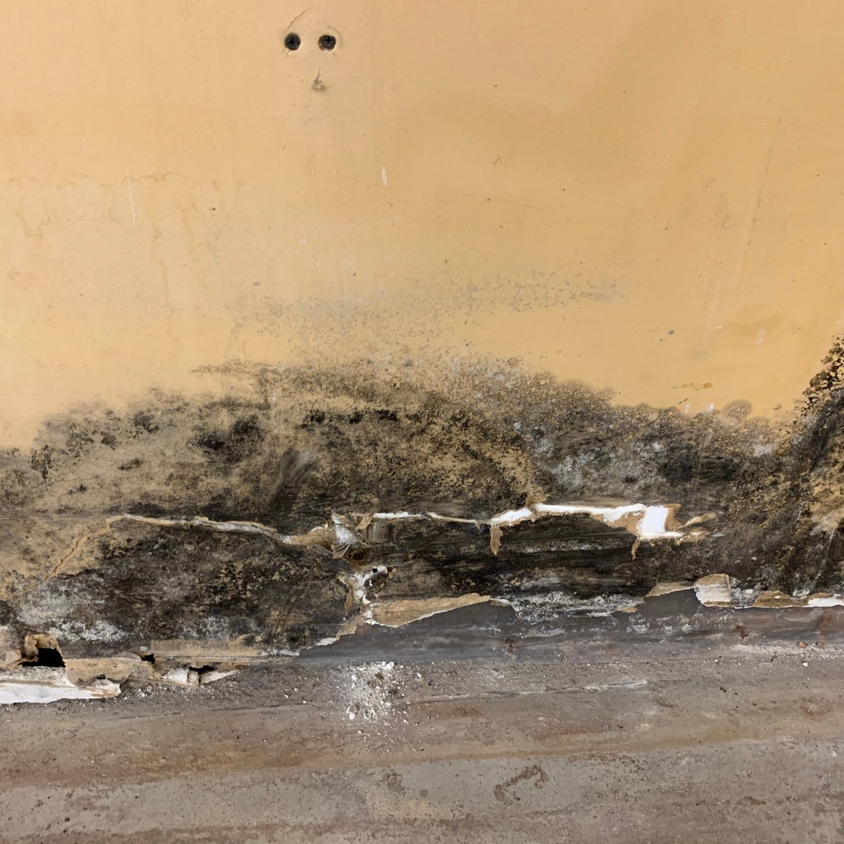 The mold remediation process depends on the size and severity of the problem! From dehumidification to post-remediation verification, every step ensures the job is done right.  Learn more: gotmold.ca/education/mold…  
We find and fix sources of unhealthy #indoorair.