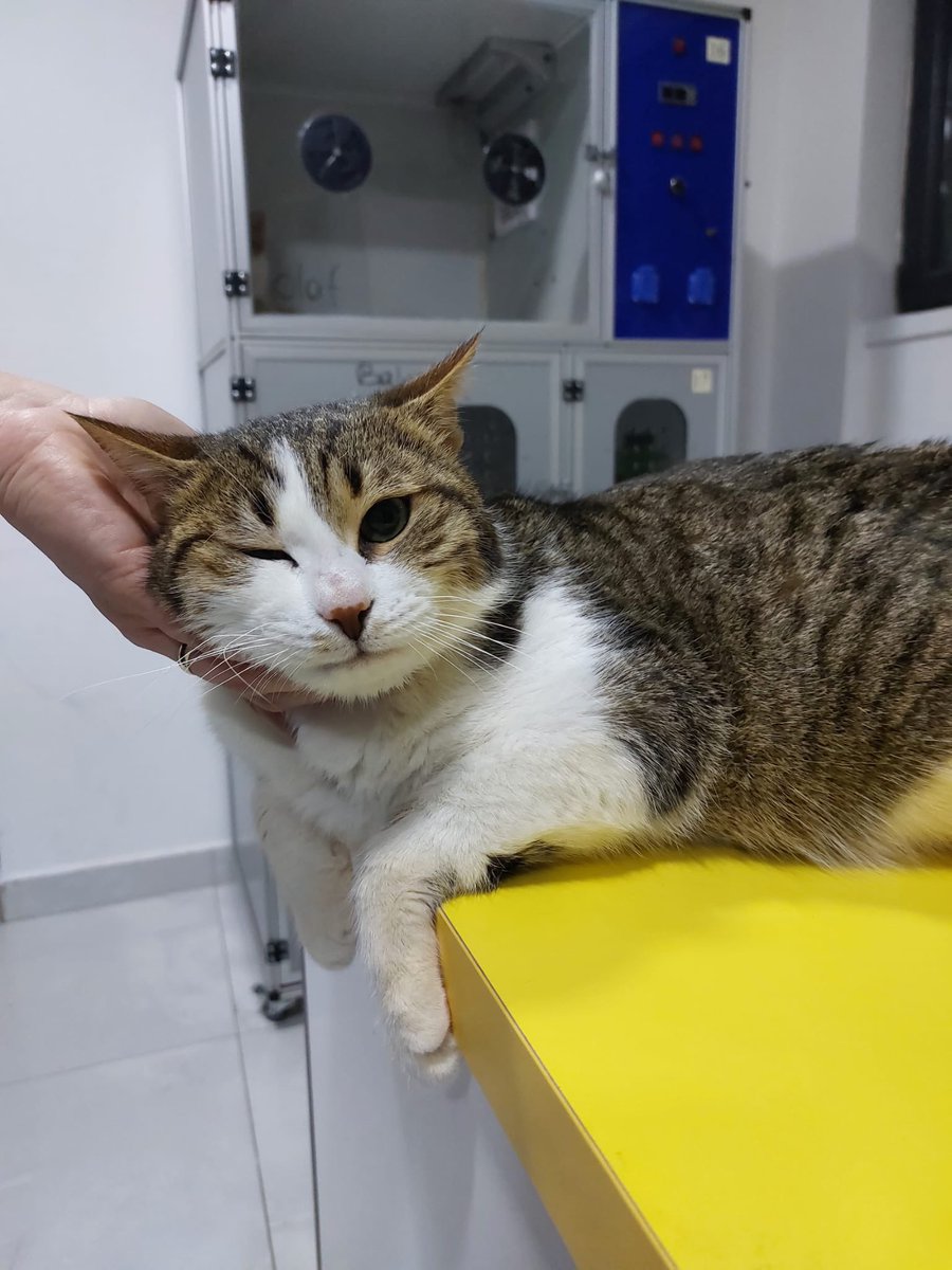 ACİL YUVA ARIYOR ANKARA

Kirpicik, araba çarpması sonucu ağır bir travma geçirmiş, kuyruğunu kaybetmiş ve engelli kalmış 2 yaş civarında, erkek bir kedicik. İki aydır veterinerde verdiği yaşam mücadelesini kazandı, ancak sinir hasarı nedeniyle sokakta 3 günden fazla yaşayamayacak