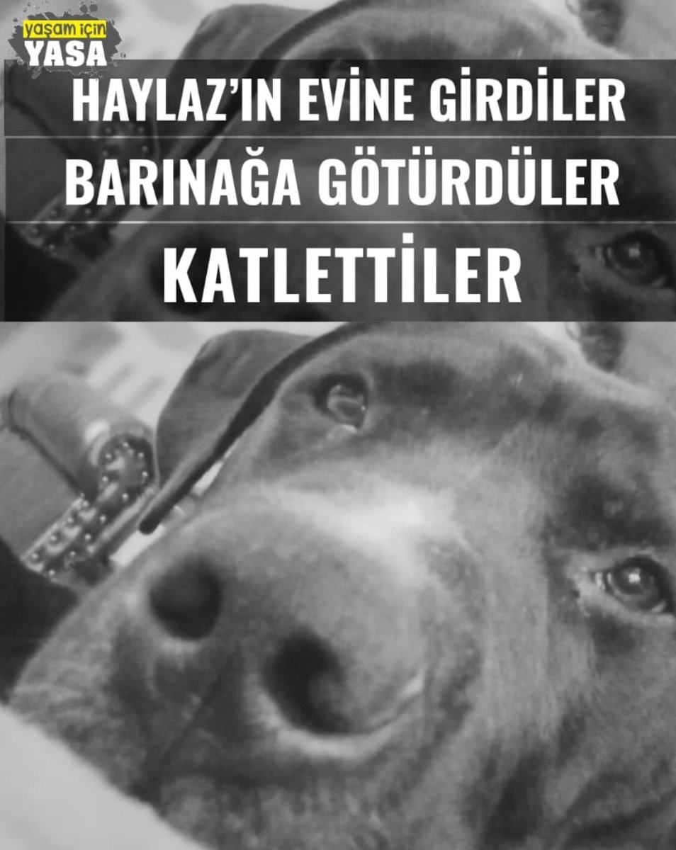 YasamİcinYasa tweet media