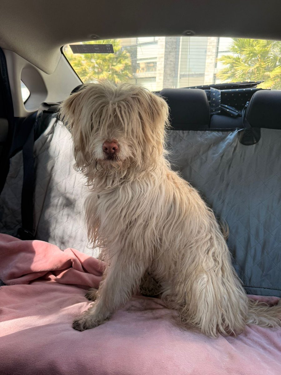 🐶#ServicioSocial I Ayuda para encontrar a su familia. 
Lo encontraron hoy, viernes 6 de febrero, en San Andrés Cholula, cerca de la calle Atzala, tiene collar pero sin placa.
Si lo reconoces por favor comunícate al 5649233230